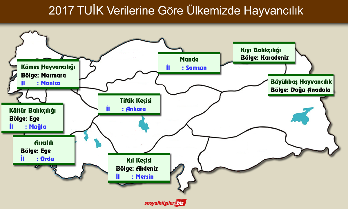 Ülkemizde Hayvancılık.png